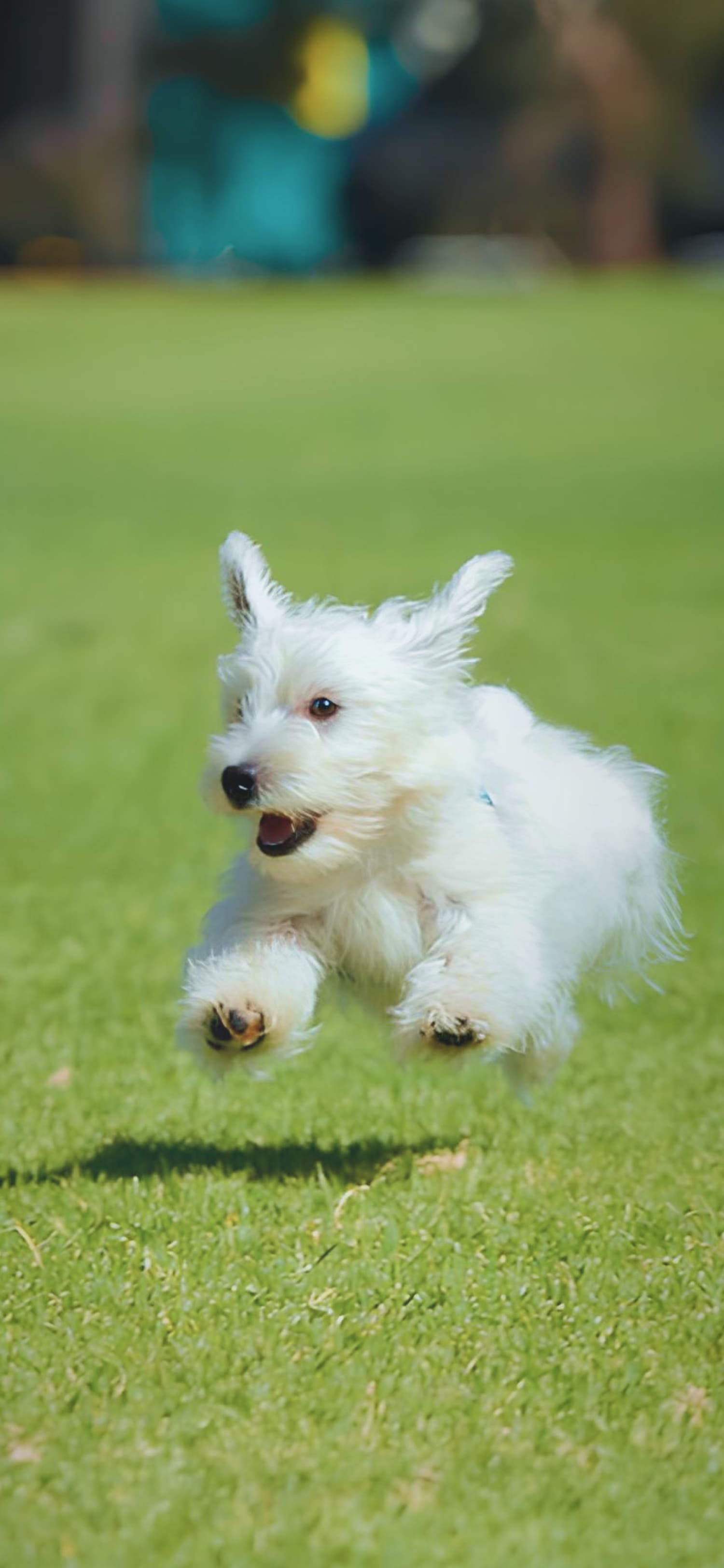 犬が遊んでいる写真